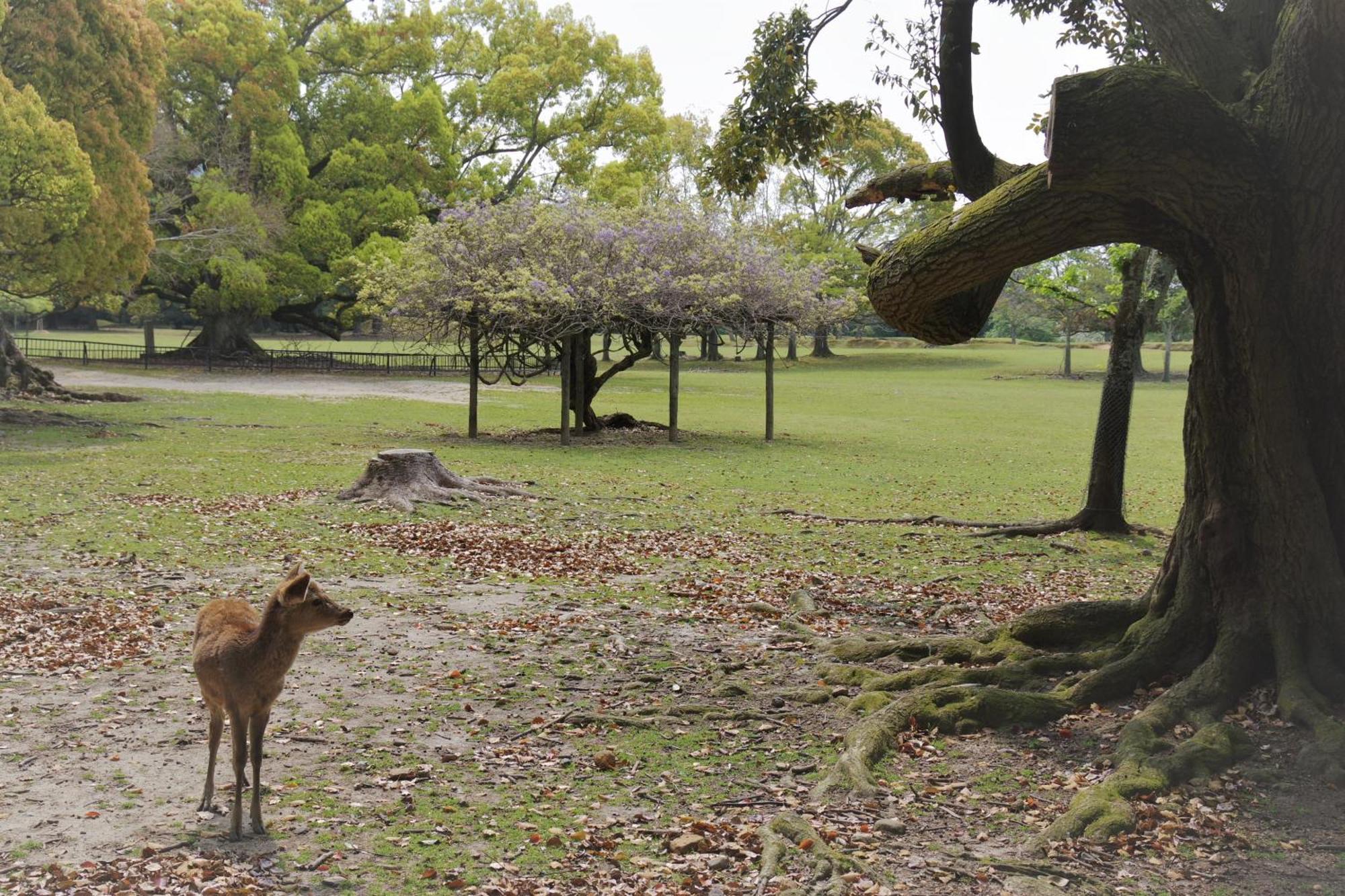 Family Inn Nara Exteriér fotografie